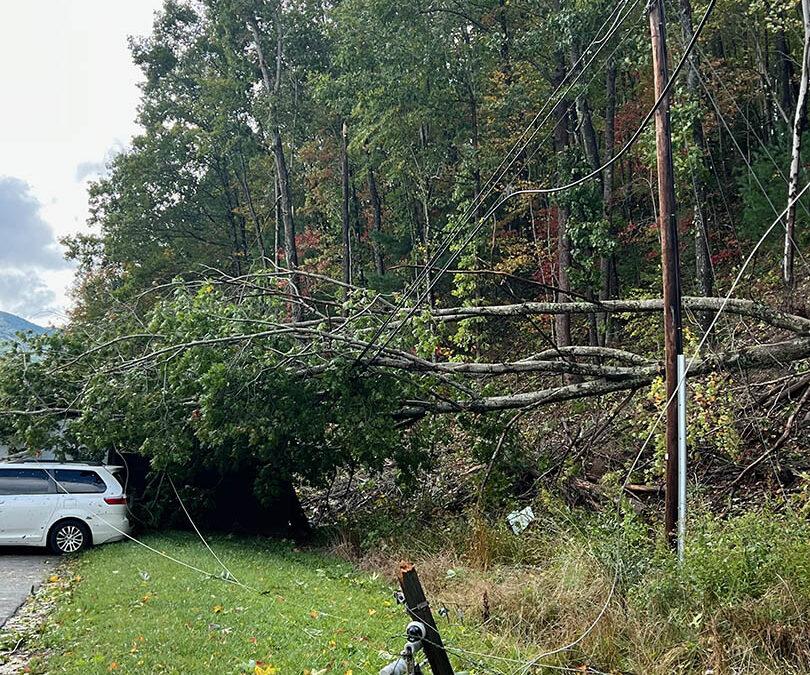 A fallen tree and damaged automobile